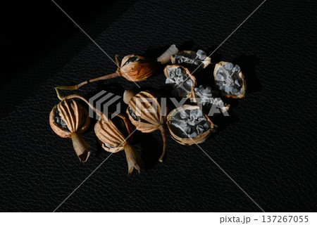 月桃（ゲットウ）の果実と種子・抗菌 防腐効果・ポリフェノールを含む薬用熱帯植物 137267055