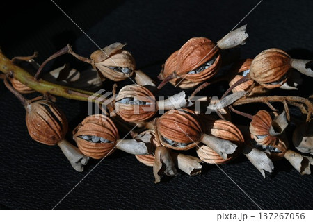 月桃(ゲットウ)の果実と種子・抗菌 防腐効果・ポリフェノールを含む薬用熱帯植物 月桃(ゲットウ)の果実と種子・抗菌 防腐効果・ポリフェノールを含む薬用熱帯植物 137267056