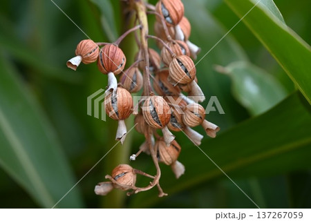 月桃（ゲットウ）の果実と種子・抗菌 防腐効果・ポリフェノールを含む薬用熱帯植物 137267059