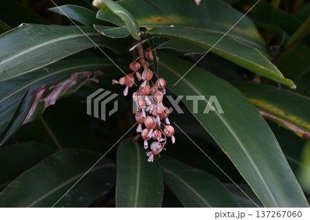 月桃（ゲットウ）の果実と種子・抗菌 防腐効果・ポリフェノールを含む薬用熱帯植物 137267060