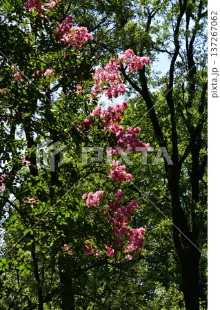 さるすべりの公園 さるすべりの公園 137267062