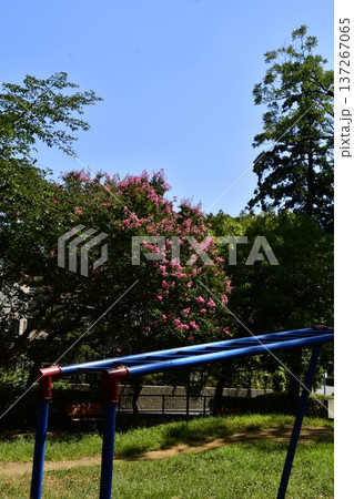 さるすべりの公園 137267065