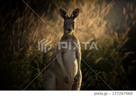 Young Male Eastern Grey Kangaroo Young Male Eastern Grey Kangaroo 137267068