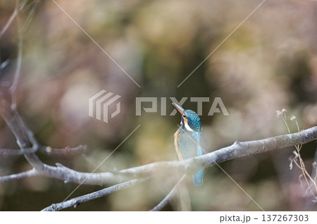 カワセミ 137267303