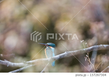 カワセミ 137267304