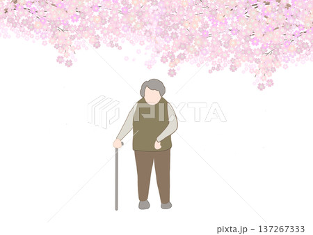 満開の桜の下を左麻痺の老人が立っているカラーイラスト 137267333