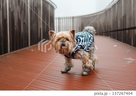 Cute Yorkshire Terrier in a zebra jacket and boots on a wooden bridge in fog. Minimalist urban lifestyle portrait of a pet in winter clothes. 137267404