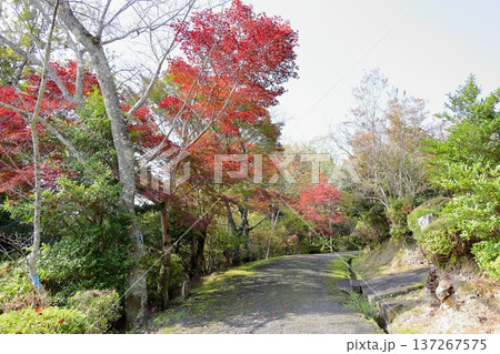 鮮やか　カエデ紅葉 137267575