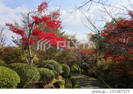 鮮やか カエデ紅葉 鮮やか カエデ紅葉 137267577