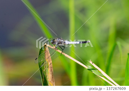 トンボ トンボ 137267609