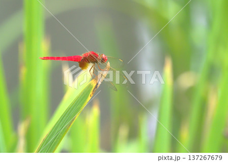 ショウジョウトンボ(オス) ショウジョウトンボ(オス) 137267679