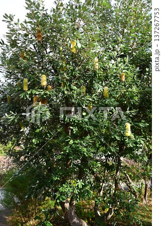 バンクシア・オーストラリア原産の樹木/蜜源植物 137267753