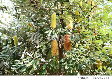 バンクシア・オーストラリア原産の樹木/蜜源植物 バンクシア・オーストラリア原産の樹木/蜜源植物 137267754