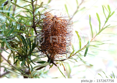 バンクシア・オーストラリア原産の樹木/蜜源植物 バンクシア・オーストラリア原産の樹木/蜜源植物 137267756