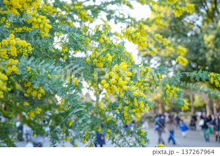 黄色い花のミモザが満開の代々木公園 黄色い花のミモザが満開の代々木公園 137267964