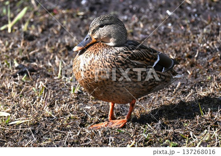 水辺のマガモ・雄は頭部が緑色で雌は全体が茶色 水辺のマガモ・雄は頭部が緑色で雌は全体が茶色 137268016