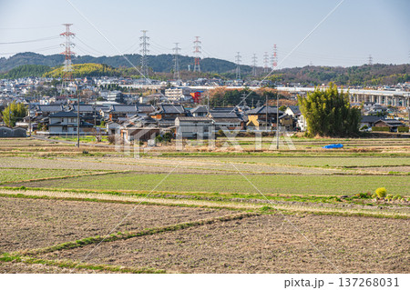 春の田園風景　京都府京田辺市 137268031