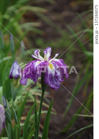 花菖蒲 天晴 4 花菖蒲 天晴 4 137268075