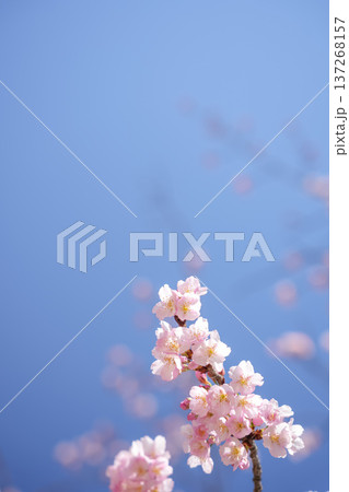 春の訪れを告げるおおかんざくら 137268157