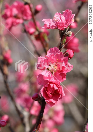 ハナモモ(花桃)春 ハナモモ(花桃)春 137268263