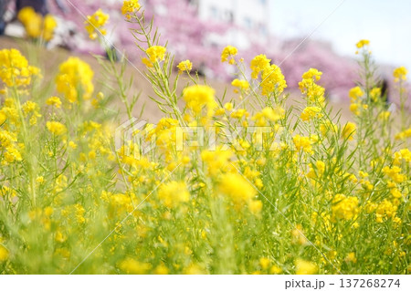 春イメージ 河津桜と菜の花のある風景 春イメージ 河津桜と菜の花のある風景 137268274