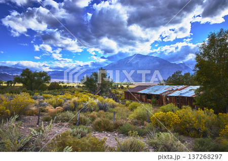 Abandoned Barn with Wildflowers and Mt Tom in the Eastern Sierra California Abandoned Barn with Wildflowers and Mt Tom in the Eastern Sierra California 137268297