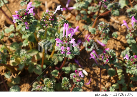 ホトケノザ(春) ホトケノザ(春) 137268376