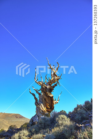 Ancient Bristlecone Pine Tree Against Blue Sky in California White Mountain Landscape 137268393