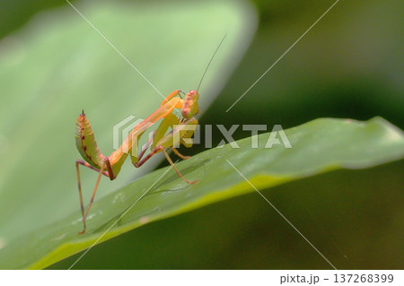 ハラビロカマキリの幼虫 ハラビロカマキリの幼虫 137268399