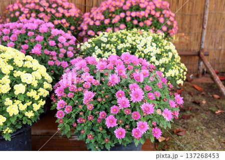 菊花展　小菊　鉢植え 137268453