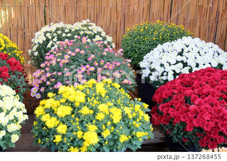 菊花展　小菊　鉢植え 137268455