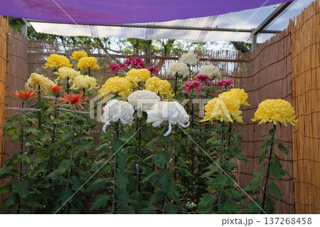 菊花展　大菊　華やか 137268458