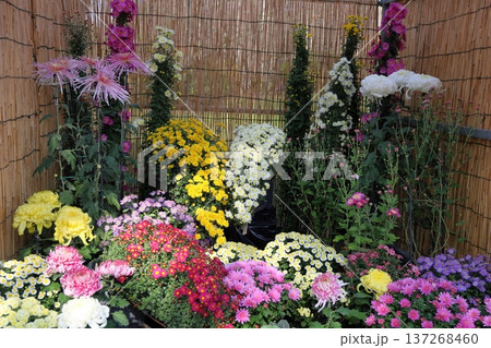 菊花展 小菊 懸崖仕立て 菊花展 小菊 懸崖仕立て 137268460