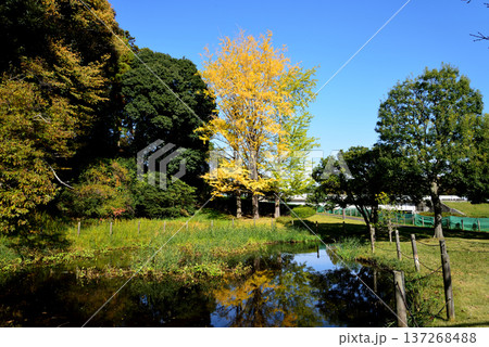 偕楽園もみじ谷の紅葉　2025-11-8　＃3 137268488