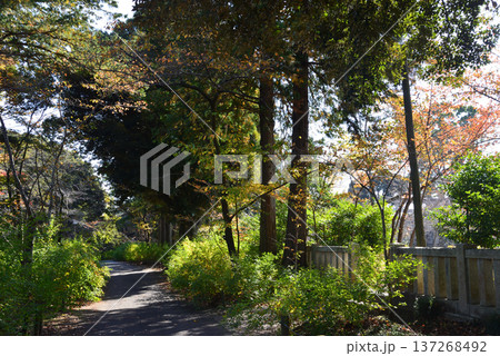 偕楽園もみじ谷の紅葉　2025-11-8　＃7 137268492