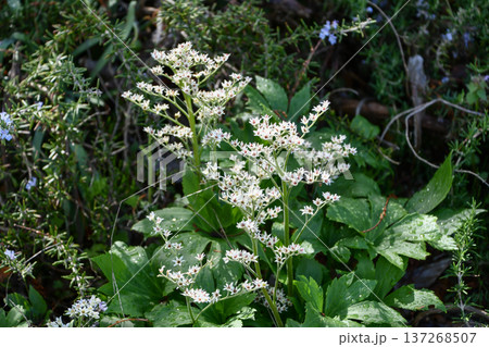 タンチョウソウ Mukdenia rossii タンチョウソウ Mukdenia rossii 137268507