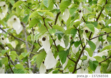 ハンカチノキ Handkerchief tree ハンカチノキ Handkerchief tree 137268508
