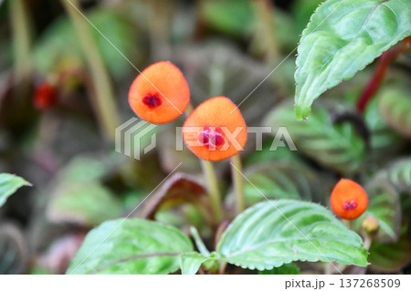 ペアルケア・ヒポキルティフロラ Pearcea hypocyrtiflora ペアルケア・ヒポキルティフロラ Pearcea hypocyrtiflora 137268509