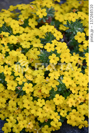 ディオニシア・アレティオイデス　Dionysia aretioides 137268510