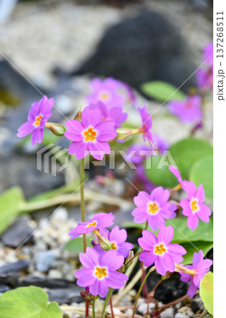 プリムラ・メガセイフォリア Primula megaseifolia プリムラ・メガセイフォリア Primula megaseifolia 137268511