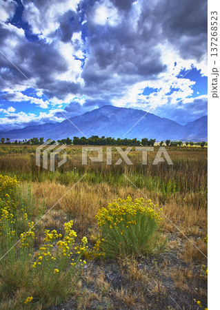 Mountain Landscape with Yellow Wildflowers and Dramatic Sky Eastern Sierra 137268523