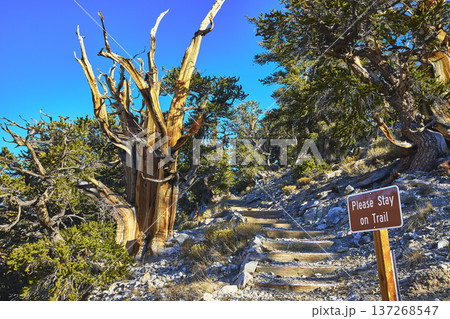 Bristlecone Pine Trail Ancient Trees and Stay on Trail Sign in Rugged Mountain Landscape 137268547