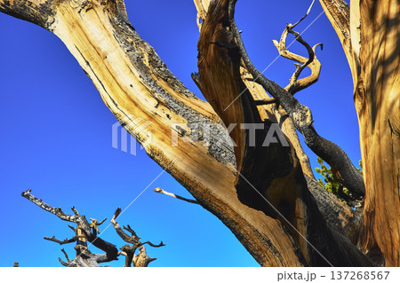 Bristlecone Pine Tree Twisted Branches Against Blue Sky White Mountain California Bristlecone Pine Tree Twisted Branches Against Blue Sky White Mountain California 137268567