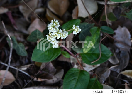ツルソバ(蔓蕎麦)の花 ツルソバ(蔓蕎麦)の花 137268572