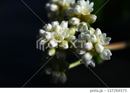 ツルソバ（蔓蕎麦）の花 137268573