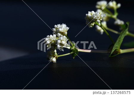 ツルソバ(蔓蕎麦)の花 ツルソバ(蔓蕎麦)の花 137268575