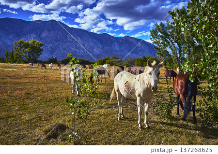 Horses Grazing in Sunlit Meadow with Eastern Sierra Mountain Backdrop California 137268625