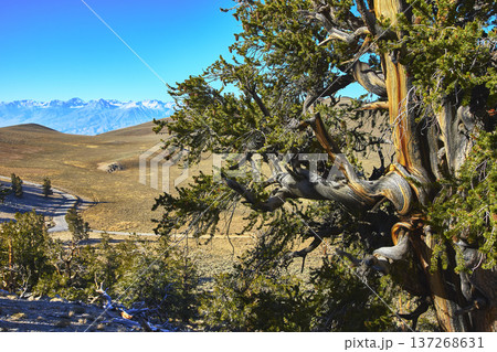 Bristlecone Pine Tree Twisted Trunk and Mountain Landscape in White Mountains California 137268631