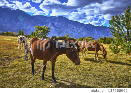 Horses Grazing in Pasture with Eastern Sierra Mountains and Dramatic Sky 137268662