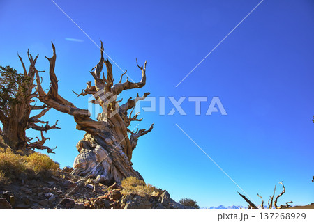 Ancient Bristlecone Pine Tree Against Clear Blue Sky in Rugged White Mountain Landscape 137268929